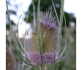 Dipsacus fullonum - Grote Kaardebol - BIO