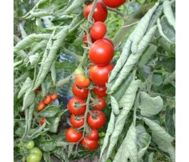 Kerstomaat - Miel du Mexique - BIO