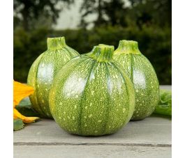 Bolcourgette - Ola Redonda - BIO