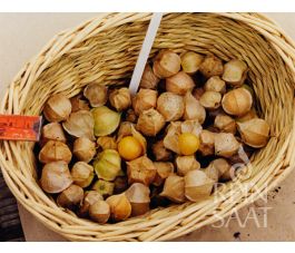Kleine ananaskers - Physalis grisea - BIO