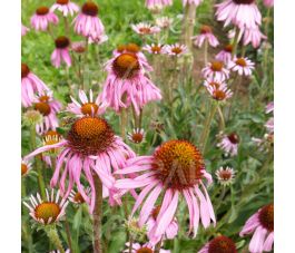 Echinacea angustifolia - Smalbladige zonnehoed - BIODYNAMISCH