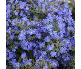 Anchusa officinalis - Ossetong /Zomer-vergeet-me-nietje - BIODYNAMISCH