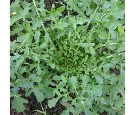 Rucola - Esmee - BIO