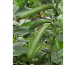 Tuinboon - Witkiem - BIO