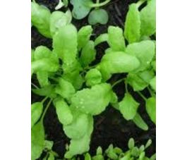 Turkse grootbladige tuinkers - BIO