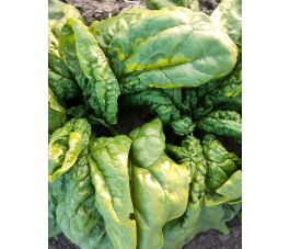 Spinazie - Tineke's spinazie - BIO