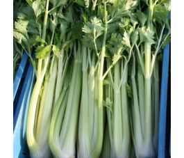 Bleekselder - Putse Witte Selder - BIO