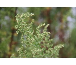 Artemisia annua - Zomeralsem - BIO