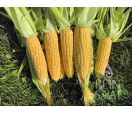 Suikermaïs - Ashworth - BIODYNAMISCH