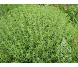 Bergbonenkruid - Satureja montana - BIO - 50% korting - verminderde kiemkracht