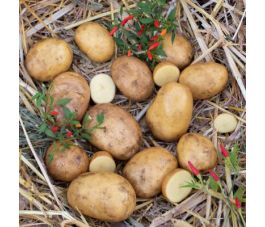 Pootaardappelen - Sevilla - maat A 28/35 - 1kg - BIO