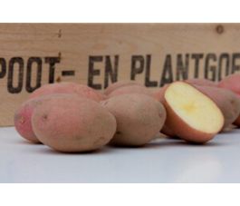 Pootaardappelen - Alouette - 50 stuks - BIO