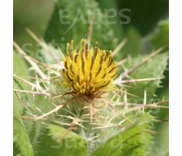Cnicus benedictus - Gezegende distel - BIODYNAMISCH