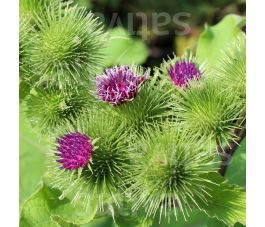 Arctium lappa - Grote klit - BIODYNAMISCH