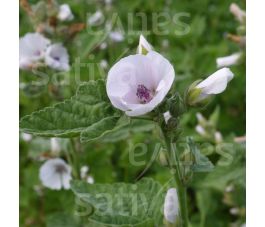 Althaea officinalis - Echte Heemst - BIODYNAMISCH