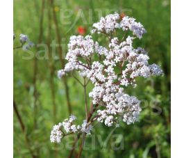 Valeriana officinalis - Valeriaan - BIODYNAMISCH