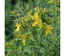 Hypericum perforatum - Sint-janskruid - BIODYNAMISCH
