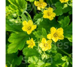 Geum urbanum - Geel nagelkruid - BIODYNAMISCH