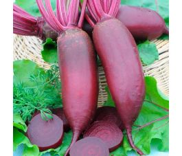 Rode biet - Cylindra type Halflange - BIO