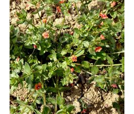 Anagallis arvensis - Guichelheil - BIODYNAMISCH