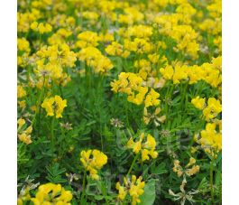 Lotus corniculatus - Gewone rolklaver - 10 kg - BIO