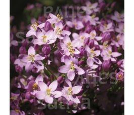 Centaurium erythraea - Echt duizendguldenkruid - BIODYNAMISCH