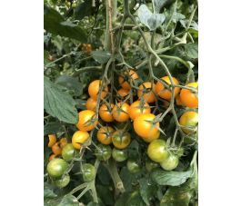 Kerstomaat - Cerise Gelb - BIO