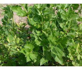 Snijselderij - Gewone Snij - BIODYNAMISCH