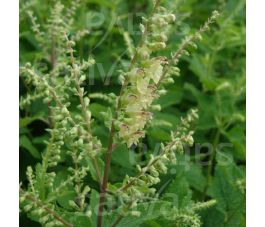 Teucrium scorodonia - Valse salie / Gamander - BIODYNAMISCH