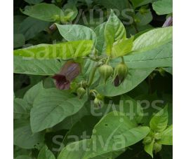 Atropa belladonna - Wolfskers - BIODYNAMISCH