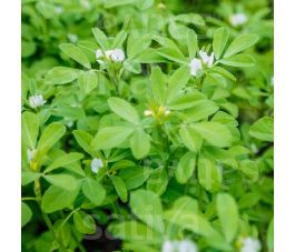 Fenegriek - 25g - BIO