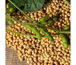 Soja voor tofu - BIO