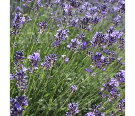 Lavandula angustifolia - Echte Lavendel - BIODYNAMISCH