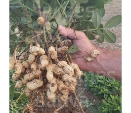 Pinda/Aardnoot - Gaia - BIO