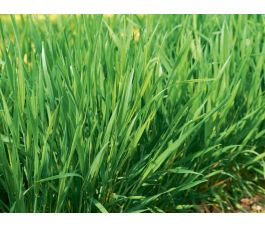 Semi-blijvende rogge - Secale multicaule - 1kg - BIODYNAMISCH