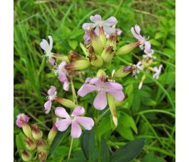 Saponaria officinalis - Zeepkruid - BIO
