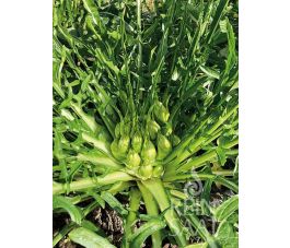 Catalogna - Puntarelle di Galatina - Medusa - BIO