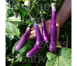 Aubergine - Pink Lady - BIO