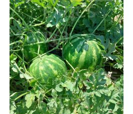 Watermeloen - Crimson Sweet - BIO