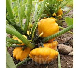 Pompoen - Patisson Orange - BIODYNAMISCH