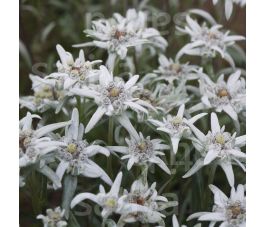 Leontopodium alpinum - Edelweiss - BIODYNAMISCH