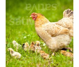 Graszadenmengeling voor kippenuitloop - 500g - voor 100 m² - BIO