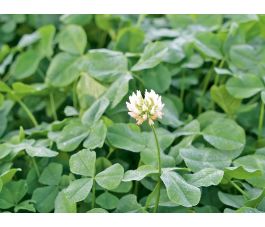 Witte klaver - laaggroeiend - Hebe -15 g - voor 10 m² - BIO