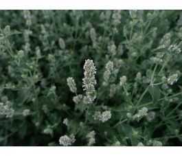 Nepeta cataria - Witte melisse/Citroenkattenkruid - BIODYNAMISCH