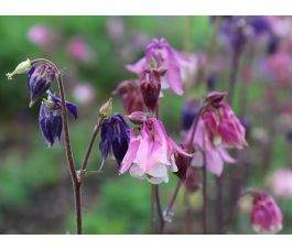 Aquilegia vulgaris - Akelei - BIODYNAMISCH