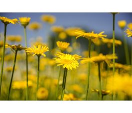 Anthemis tinctoria - Gele kamille - BIODYNAMISCH