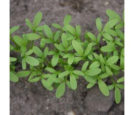 Tuinkers - Cressida - 12g - BIO