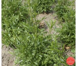 Wortelpeterselie - BIO