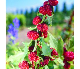 Rode aardbeispinazie (Chenopodium virgatum) - BIO