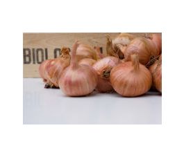 Plant-sjalot - Red Sun - maat 30/45 - 500g - BIO
